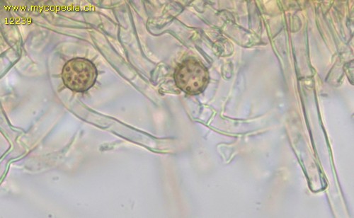 Botryobasidium isabellinum - 