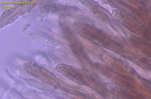 Peniophora picea - Gloeozystiden - 