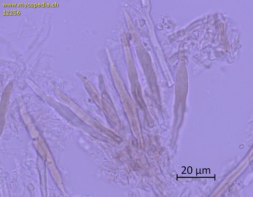 Amylostereum areolatum - 