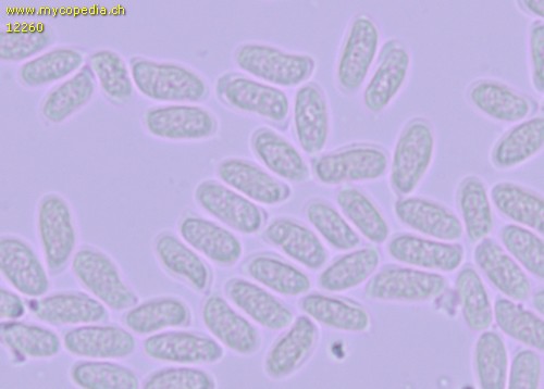 Amylostereum areolatum - Sporen - Melzers  - 