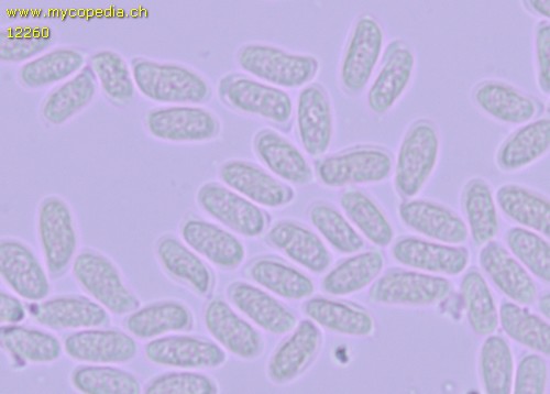 Amylostereum areolatum - Sporen - Melzers  - 