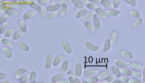 Amylostereum areolatum - Sporen - Melzers  - 