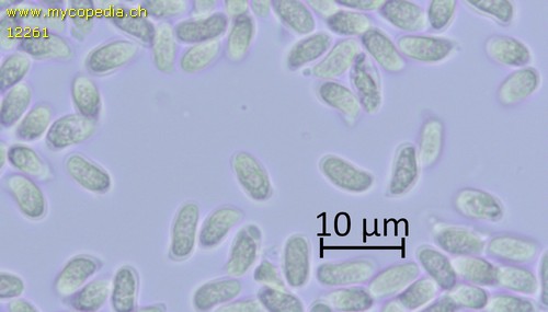 Amylostereum areolatum - Sporen - Melzers  - 