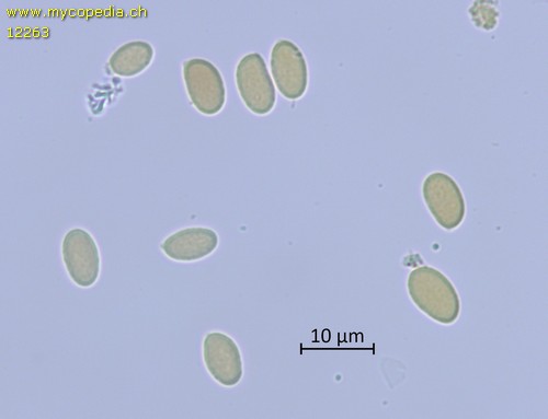 Amylostereum areolatum - Sporen - Baral  - 