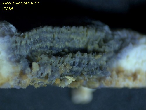 Amyloporia xantha - 