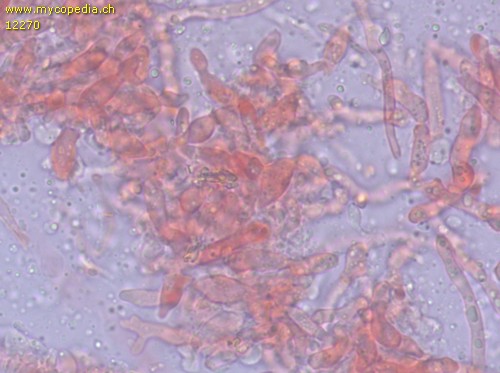 Fibroporia gossypium - Zystidiole/n - Kongorot  - 