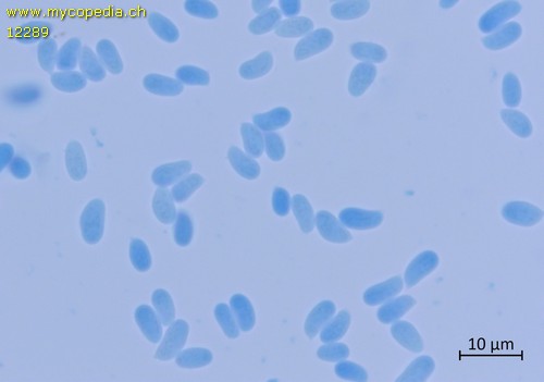 Phlebiopsis gigantea - 