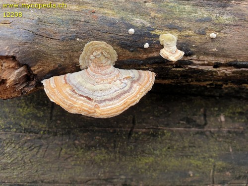 Trametes multicolor - 