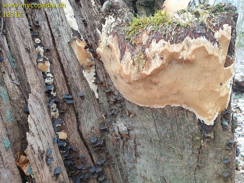 Perenniporia medulla-panis - 