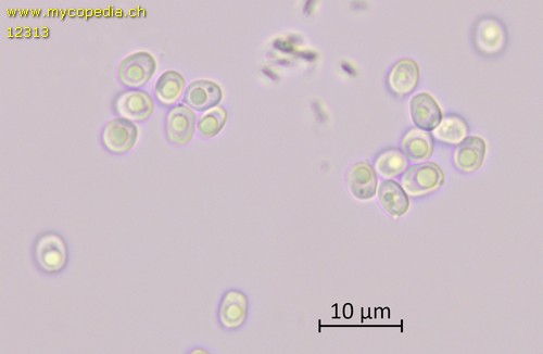 Perenniporia medulla-panis - Sporen - 