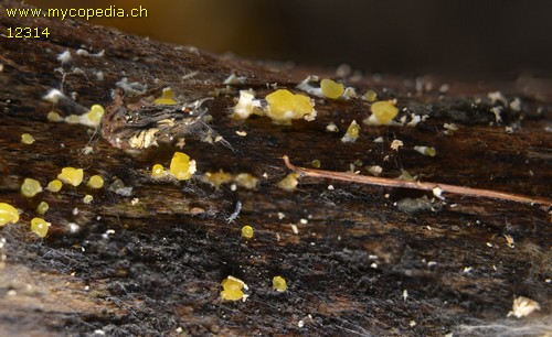 Dacrymyces capitatus - 