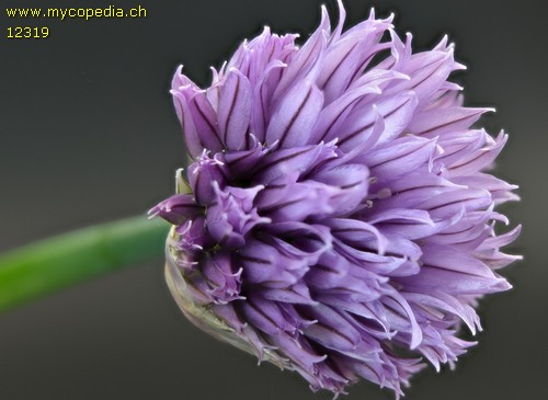 Allium schoenoprasum - 