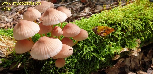 Mycena renati - 