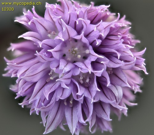 Allium schoenoprasum - 