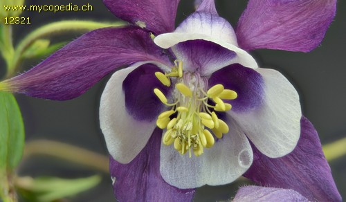 Aquilegia - 