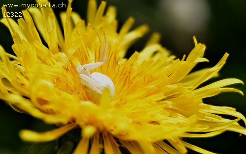 Misumena vatia - 