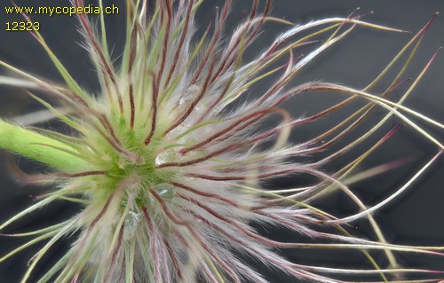 Pulsatilla vulgaris - 