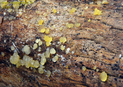 Dacrymyces capitatus - 