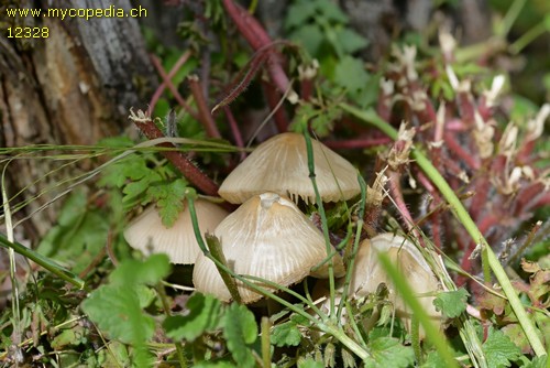 Mycena niveipes - 