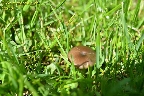 Entoloma sericeum - 