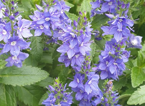 Veronica teucrium - 