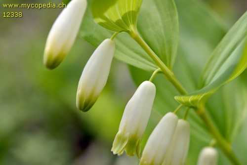 Polygonatum odoratum - 