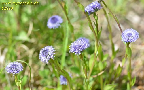 Jasione montana - 