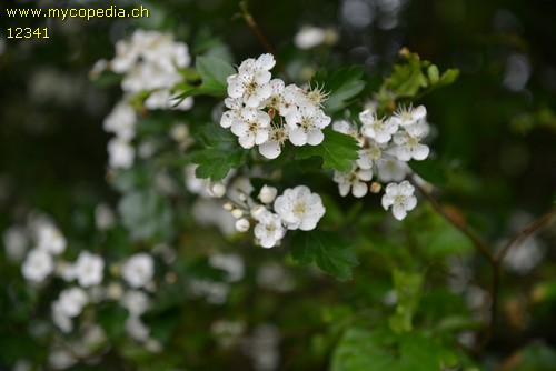 Crataegus laevigata - 