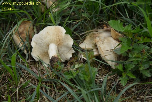 Calocybe gambosa - 