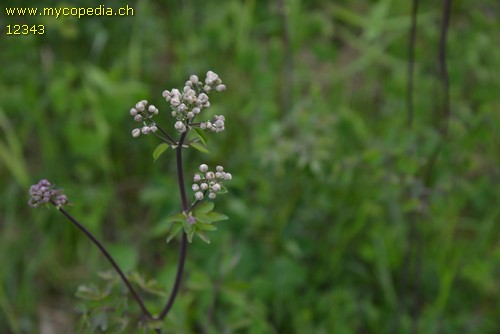 Thalictrum aquilegiifolium - 