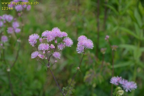 Thalictrum aquilegiifolium - 