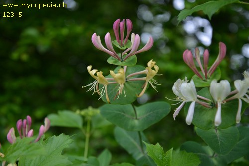 Lonicera caprifolium - 