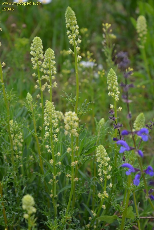 Reseda lutea - 