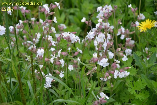 Silene pratensis - 