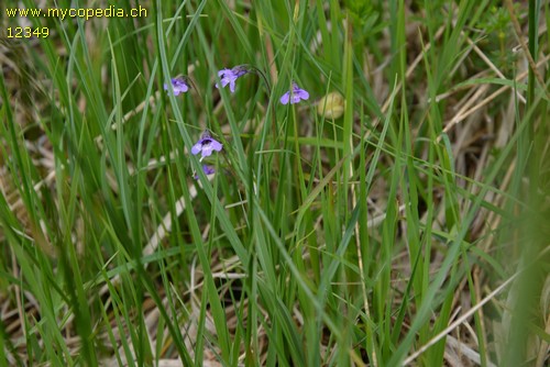 Pinguicula vulgaris - 