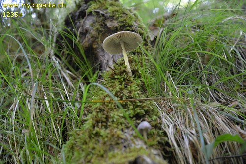 Mycena niveipes - 