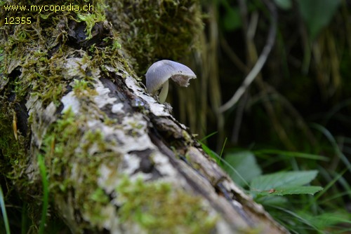 Mycena niveipes - 