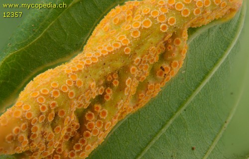 Puccinia coronata - 