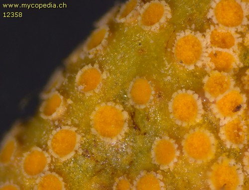 Puccinia coronata - 