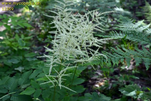 Aruncus dioicus - 