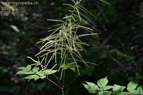 Aruncus dioicus - 