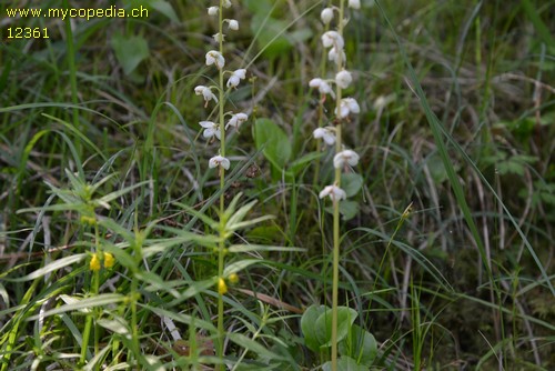 Pyrola rotundifolia - 