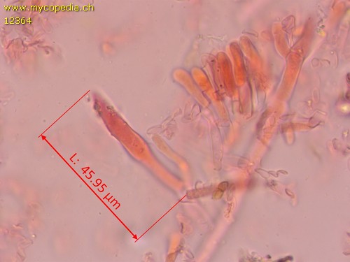 Rhizochaete radicata - Lamprozystiden - 