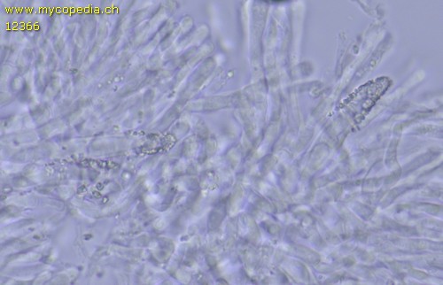 Rhizochaete radicata - Lamprozystiden - 