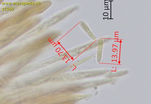 Lasiobelonium lonicerae - 