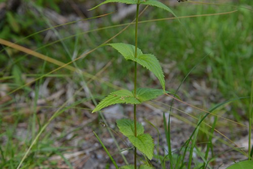 Veronica urticifolia - 