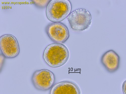 Puccinia coronata - 