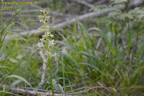 Platanthera chlorantha - 