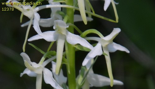 Platanthera chlorantha - 