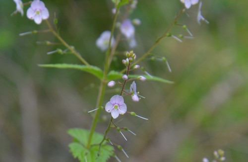 Veronica urticifolia - 